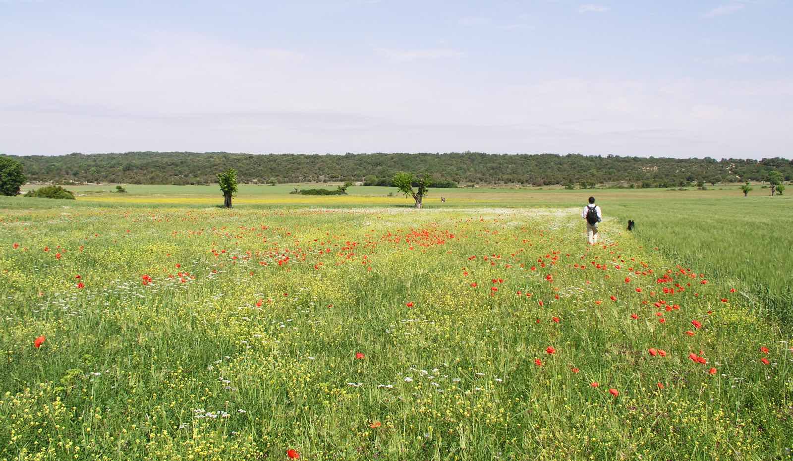 Lussan — garrigue et plaine de Camelié dans le Gard
