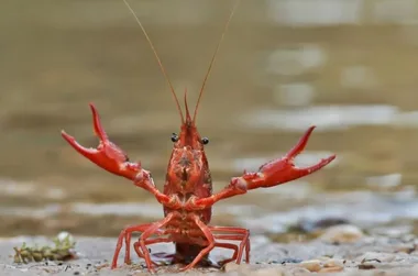 Chantiers participatifs de pêche de l’Écrevisse de Louisiane