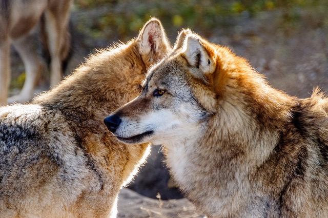 Conférence - Le loup et Pastoralisme