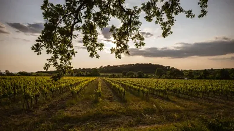 Balades Vigneronnes
