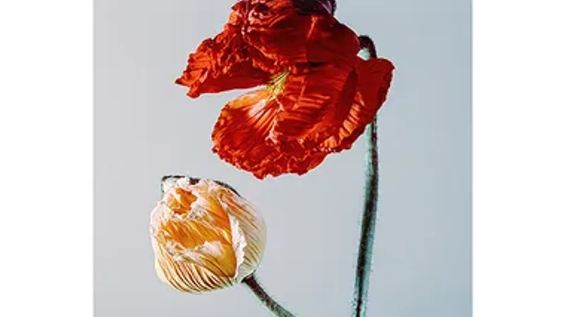 Exposition – Fantasy Garden photos de Sylvie Bessou