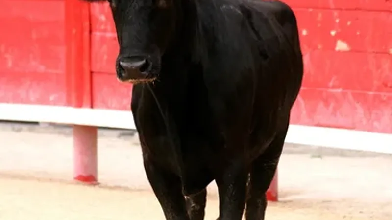 Course camarguaise – Ligue Occitanie