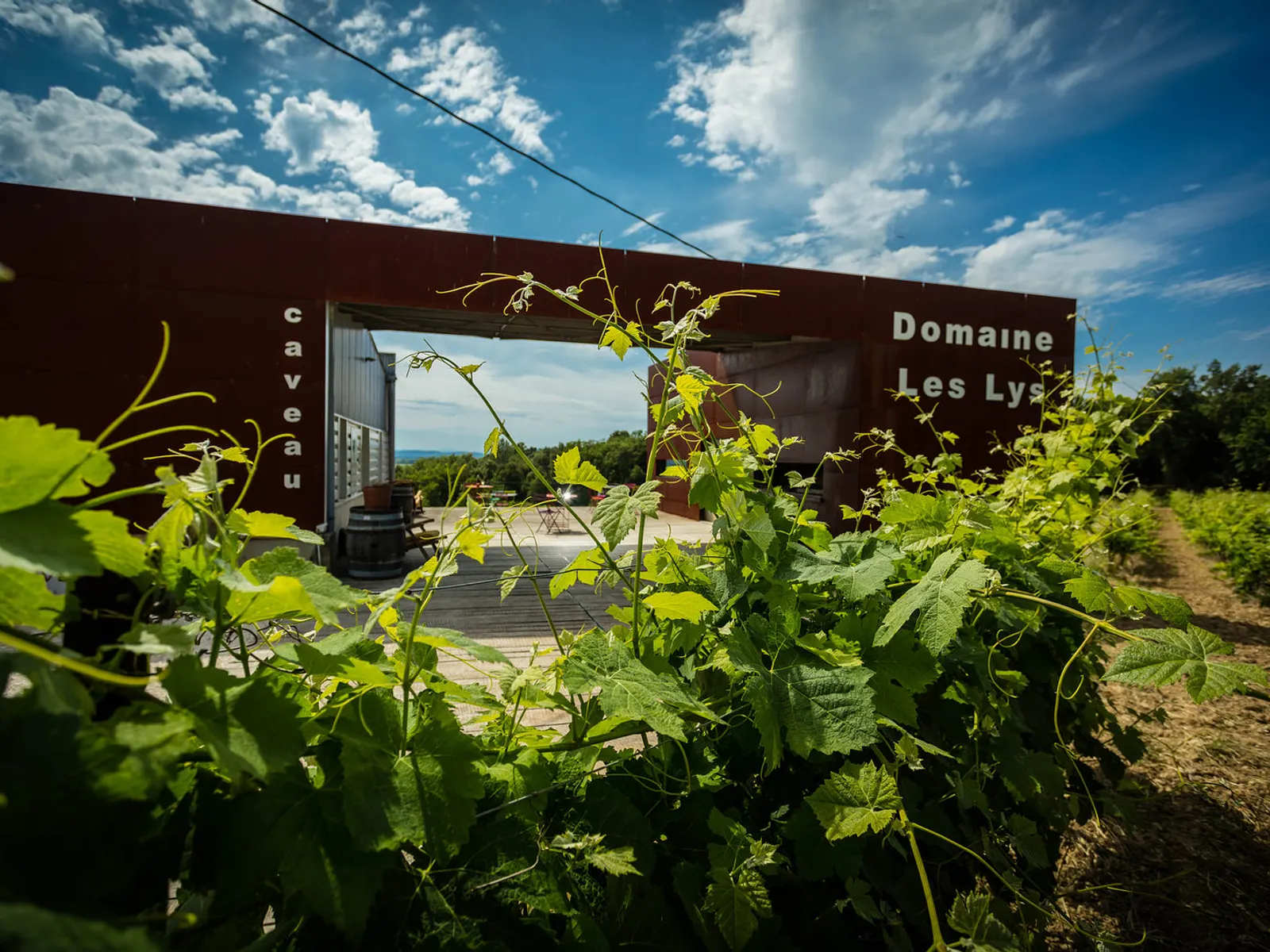 Domaine Les Lys — Vigneron indépendant