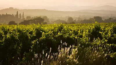 Domaine Les Lys — photo 2