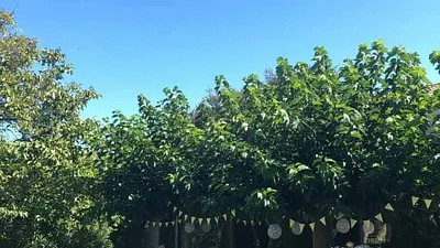 Mas de la Chapelle — photo 2